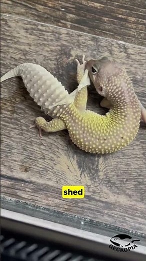 Why some leopard geckos struggle with shedding