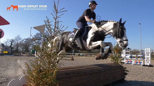 High Offley Fernando - Coloured Stallion At Stud Available for 2019 stud season, exceptional jumping stallion High Offley Fernando, sired by Kannan out of a Samber mare. Competing in 1.30m/1.40m competitions last year, progeny can be seen, available fresh or chilled only £450 NFFR please call 07811 329229 or pm for more info. FROZEN NOW AVAILABLE - International Shipping | High Offley Stud