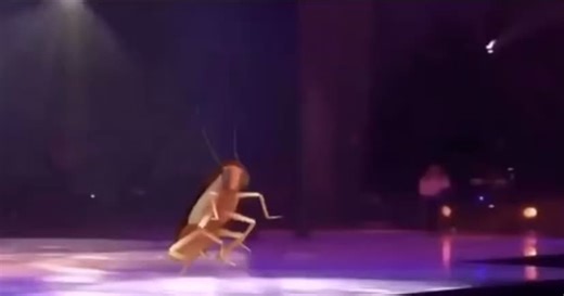 roach ! on TikTok