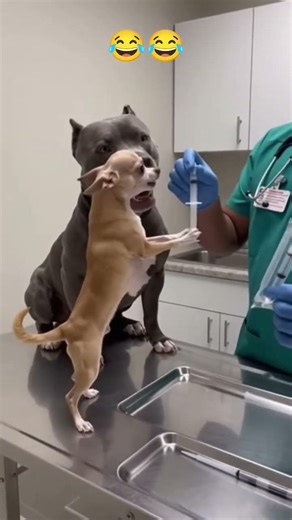 Dog BEGS for His Life_Then FAINTS 😂 #shorts #funny #viral