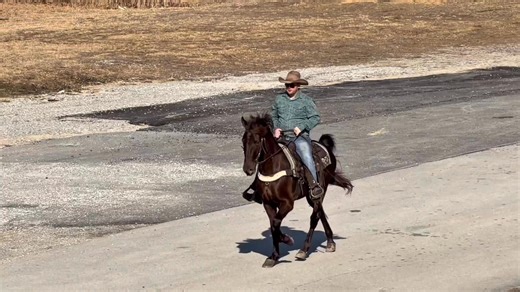 ⭐️ 𝐊𝐎𝐃𝐈𝐀𝐊 ⭐️ 15.1HH 7YO, KENTUCKY MOUNTAIN GELDING 𝘛𝘙𝘈𝘐𝘓 𝘛𝘙𝘈𝘍𝘍𝘐𝘊 𝘚𝘈𝘍𝘌 𝘙𝘐𝘋𝘌𝘚 𝘈𝘓𝘖𝘕𝘌 𝘌𝘈𝘚𝘠 𝘛𝘖 𝘏𝘈𝘕𝘋𝘓𝘌 🔹𝘛𝘰 𝘷𝘪𝘦𝘸 𝘩𝘦𝘢𝘭𝘵𝘩 𝘥𝘰𝘤𝘴, 𝘴𝘦𝘦 𝘤𝘰𝘯𝘴𝘪𝘨𝘯𝘰𝘳’𝘴 𝘪𝘯𝘧𝘰, 𝘩𝘰𝘸 𝘵𝘰 𝘴𝘤𝘩𝘦𝘥𝘶𝘭𝘦 𝘢 𝘮𝘦𝘦𝘵𝘪𝘯𝘨 𝘵𝘰 𝘵𝘳𝘺 𝘩𝘪𝘮 𝘰𝘶𝘵, 𝘷𝘪𝘴𝘪𝘵 𝘰𝘶𝘳 𝘴𝘪𝘵𝘦… https://classichorseauction.com/auctions/kentucky-mountain-gelding-for-sale-kodiak/ 🎥 https://youtu.be/Pck54jNVIDA . . Kodiak is a 7-year-old Grade Kentucky Mountain gelding stan