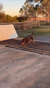 Cattle grid troubles 😅 Credit: Paige Marsh | Agriland.ie