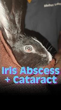Iris Abscess & Cataract in a Rabbit | The Eye Vet - Episode 79