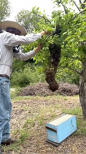 Rescuing a swarm from a pear tree! 🐝 #california #bees #beekeeper #beekeeping #savethebees #insects #animals | California Bee Company