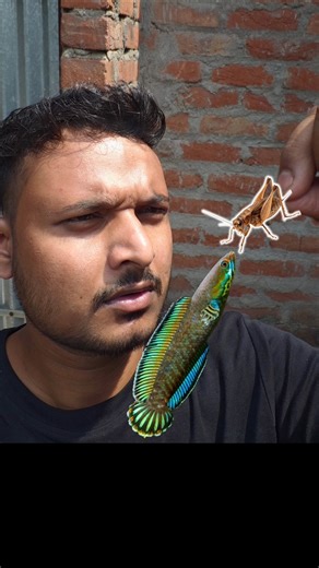 snakehead fish live feeding.🦗🦗✅✌❤😇🤗