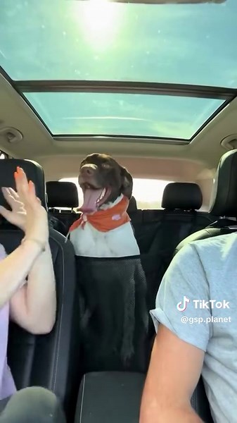 Funny Dog Moments by GSP: A Must-See Video