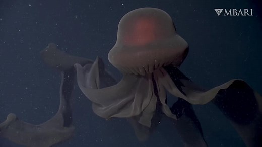 The Elusive Giant Phantom Jellyfish Looks Like Darth Vader