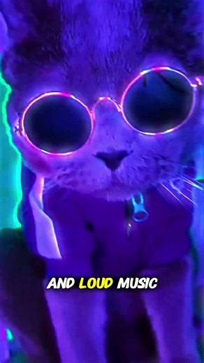 These cats know how to party #shorts #cat