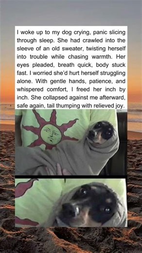 Dog Stuck in Small Sweater