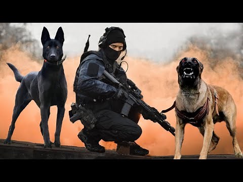 Top 10 Mejores Razas De Perros Militares Y Policías