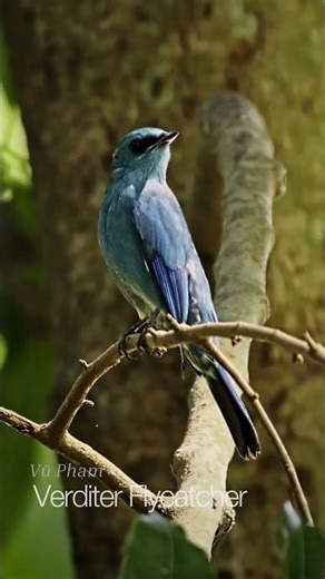 Verditer Flycatcher