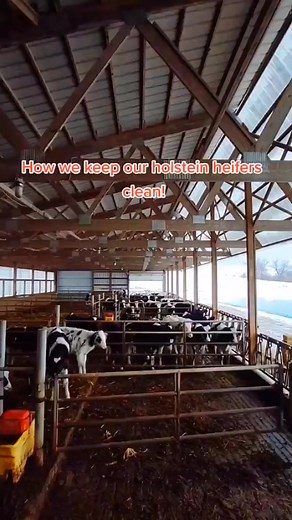 Keeping our holstein heifers clean!! #dairy #agriculture #cattle #farmer #cow #farm #farmlife | Hypercomplexleak | Facebook