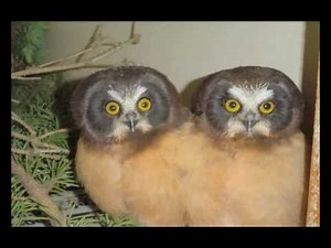 Ode to Boobs (Frosty Nipples)