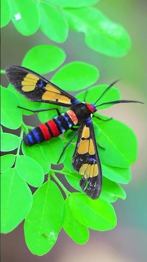 Colorful Handmaiden Moth - Beautiful insect #shorts