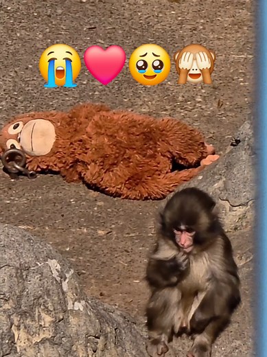 Punch le singe : l'attraction adorable du Japon