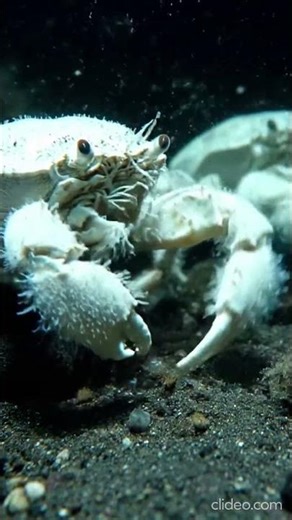 Title: Meet the Mysterious Yeti Crab – Nature’s Alien Creature! 🦀❄️