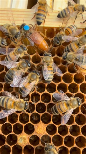 Buckfast queen bee 🐝😍🐝 Can you also spot the eggs ? | Stanley’s bees