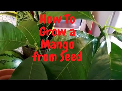 How To Grow a Mango from Seed - UK