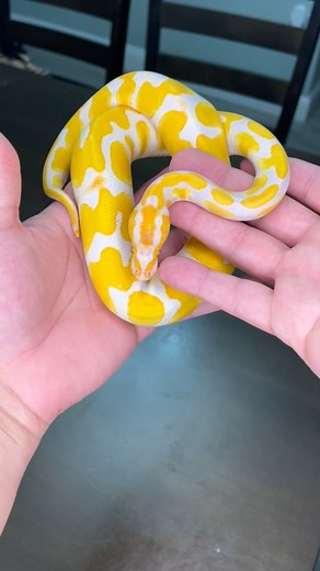 4.5 Years Later and our Ball Python went from tiny hatchling to chunky monster 😂🐍😍 | BALLS of FURY