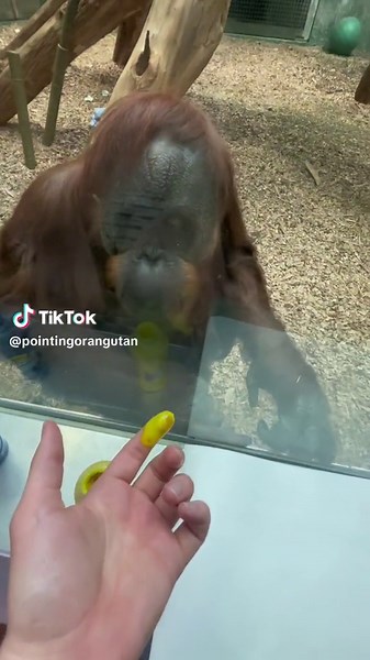 pointingorangutan on TikTok
