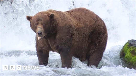Brown bear heavyweight Chunk wins Fat Bear Week despite injury