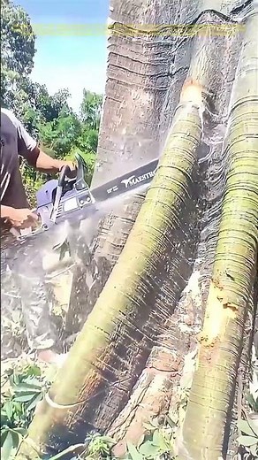 Cutting Through Wood: The Skill of Tree Felling