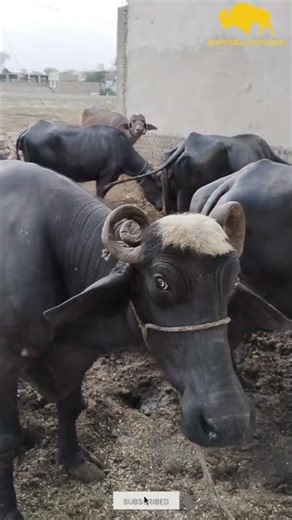 BUFFALO Meeting First time in village || Horizon Buffalo || #cow #baffalo #cow #baffalo #cow #calve