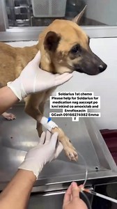 Soldarius 1st chemo Please help for Soldarius for medication nag aaccept po kmi inkind co amoxiclab and Enrofloxacin GCash 09166274982 Emma T #followersreelsfypシ゚viralシfypシ゚viral #buhayrescuer | Supremo furbabies
