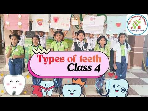 Class 4 Types of teeth