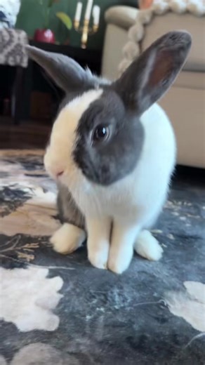#creatorsearchinsights #group7 #rabbitsoftiktok #cutebunny #animallover