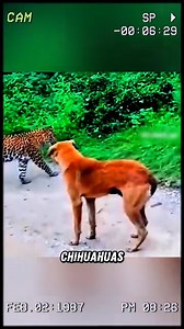 The craziest dog youve ever seen | Wild Animals