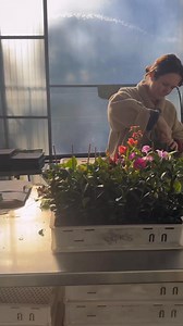 🌸 Back-in-Stock and Blooming—our most popular bougainvilleas—are now available in both Large and Small sizes. Here’s the key to keeping them in full bloom: plenty of sunlight and a touch of potash. Ready to brighten up your space? Shop now. | Plants in a Box