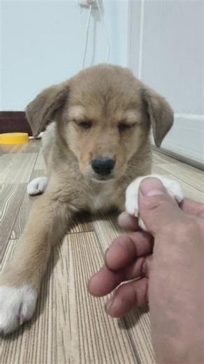我们是犬科，所以不需要警觉#小狗