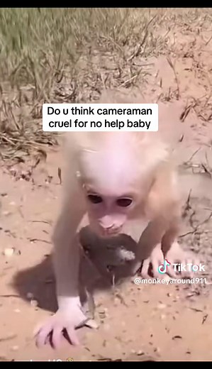 Baby Monkey Abused: A Heartbreaking Reality