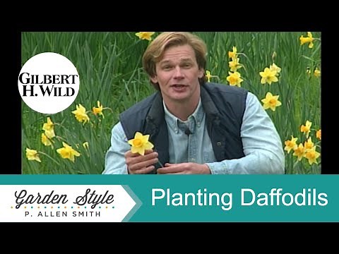 How to Plant Daffodils | Garden Style (119)