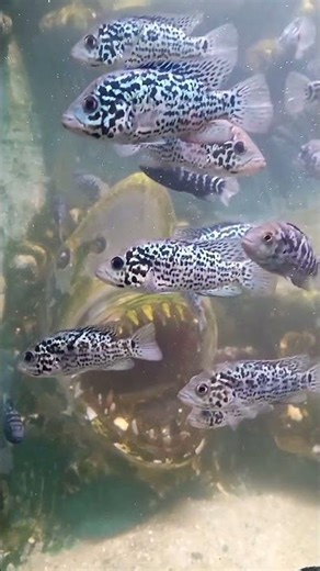 Fish attitude # #aquarium # fish lifestyle # youtube short # travel # viral