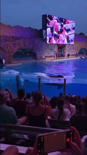 SeaWorld Light Up the Night 🌙 Orca Night Show Highlights #Shorts