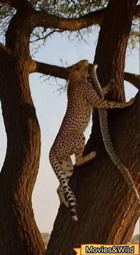 Elephant and Cheetah Defy a Deadly Python!#Python #wildlife #shorts