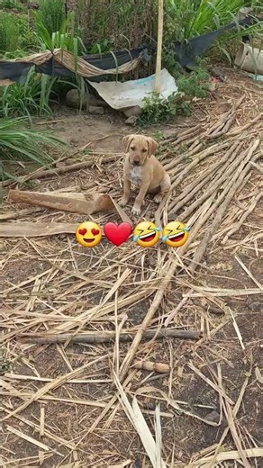 #marathitrnding #love #lovesong