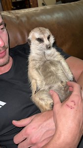 771K views · 29K reactions | Will Minki the Meerkat stay awake?!  #cute #funny #adorable #animals #meerkat | Ruben Namibia | Facebook