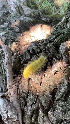 american dagger moth