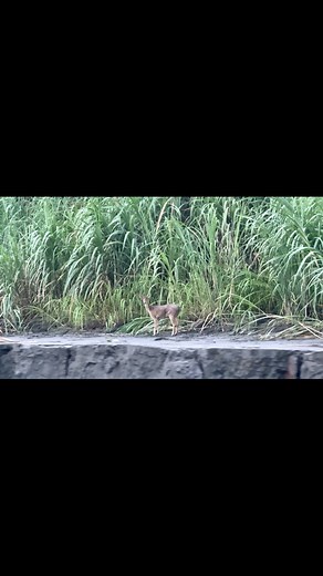 Rusa Liar di Sekitar Sungai Mamberamo #papua #mamberamoraya #sungai #Rusa #pedalamanpapua #petualang #jelajahalam #hutanpapua | ALE WILD