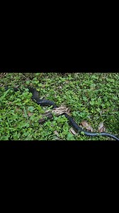 5K views · 87 reactions | Releasing the giant Diamond python we got from Austinmer | Illawarra Snake Catcher | Facebook