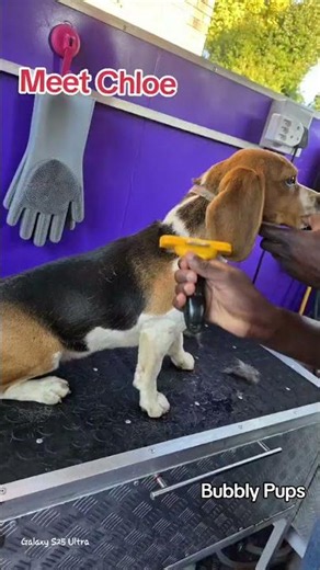 Contact us 066 232 5721 to book your fur babies bath