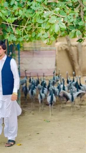 ZAnRry KarR Wahi JAnAna - A Heartfelt Tribute