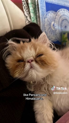 Why Cats Get Tear Stains: Understanding the Causes