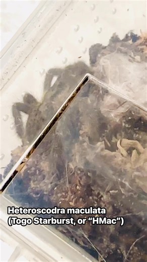 This is the first time I saw this one since I got it. All of my H macs are hermits. I was shocked by how much bigger it is (which has me suspecting it’s a male). I’m working on its next enclosure and will be rehousing it soon. #tarantulasoftheworld #tarantula #takedown #october #tarantulakeeper #Halloween #trendingnow #hmac | Web Walkers