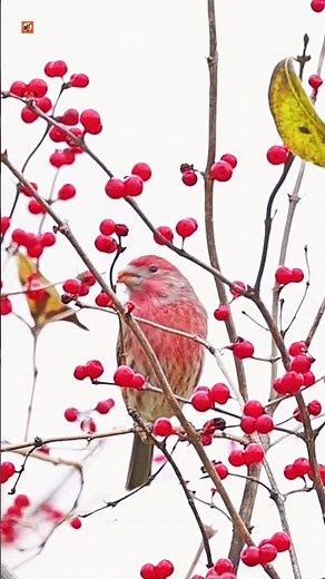 Purple Finch Bird Sound