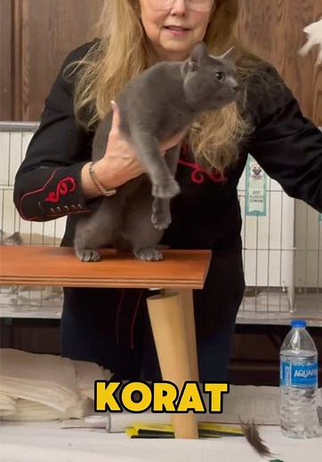 Korat Cats at CFACat Show: Becks Shines Bright