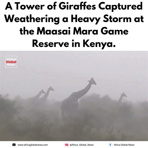 A tower of giraffes stands firm as a heavy storm rolls across the Maasai Mara National Reserve in Kenya. The striking scene captures the raw beauty of wildlife enduring nature at its most dramatic. #AfricaGlobalNews #Kenya #MaasaiMara #Wildlife #Nature | Africa Global News